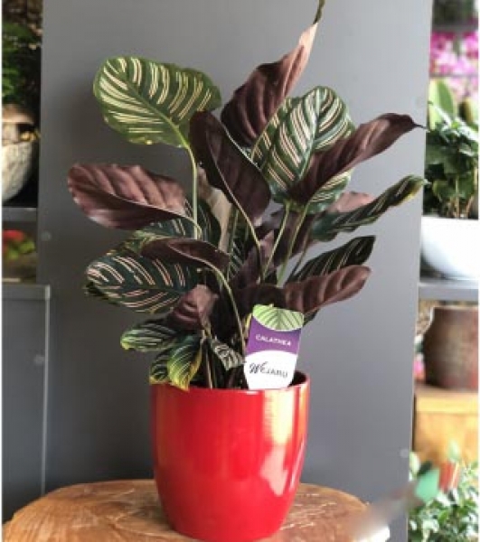 Calathea Ortanta Dua Çiçeği