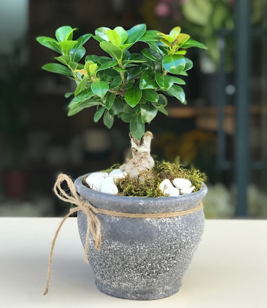 Bonsai
