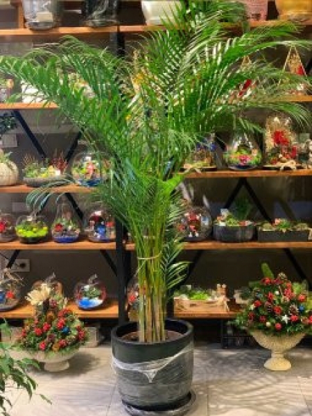 Areka ( Areca )